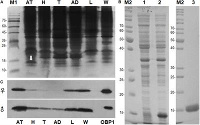 Characterization of MaltOBP1, a Minus-C Odorant-Binding Protein, From the Japanese Pine Sawyer Beetle, Monochamus alternatus Hope (Coleoptera: Cerambycidae)